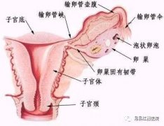 “久坐”也会得附件炎？其实病因是这