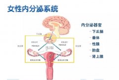 内分泌失调是怎么导致不孕的？