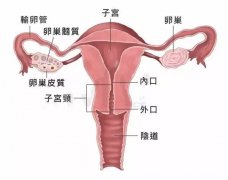 女性经常子宫出血，到底是什么原因？