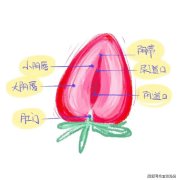 小阴唇手术该不该做？认准这4点！