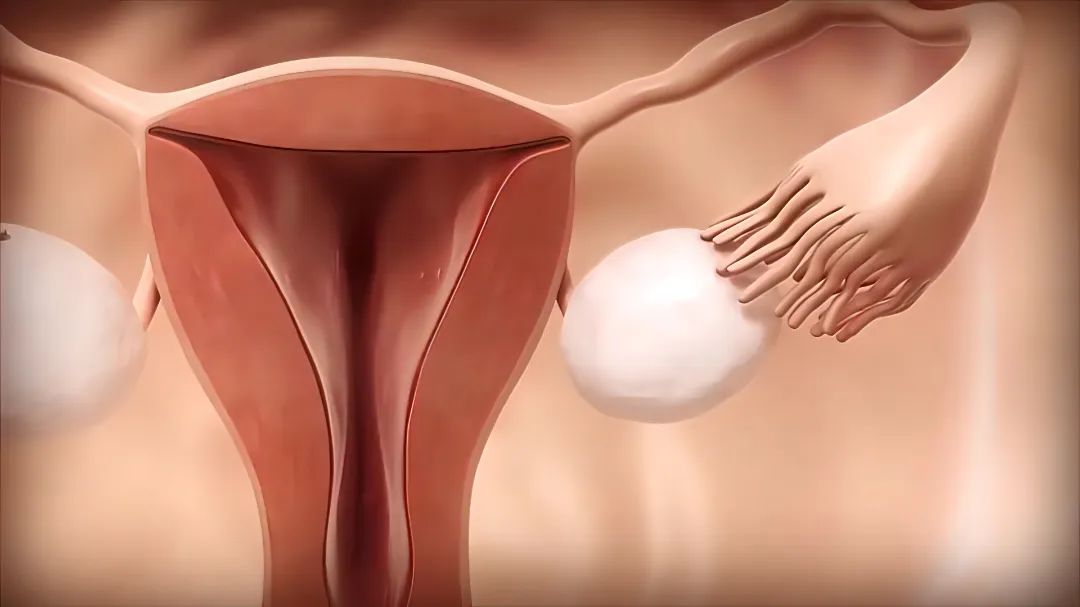 摄图网_327266553_3D 医学插图 女性生殖系统 月经周期腹痛子宫技术女士电话伤害月经腹部压力症状(非企业商用)(1).jpg 图片