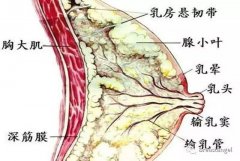 乳腺结节有哪些症状？该怎么治疗？