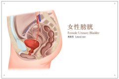 女性为啥这么容易尿路感染？