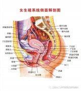 盆腔炎一旦染上就是持久战，别再盲目