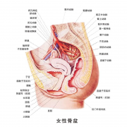 别忽视盆腔炎，小心腰痛不孕找上门